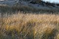 A walk with Joyce, Carl, and Matthew.<br />Nov. 25, 2017 - Parker River National Wildlife Refuge, Plum Island, Massachusetts.