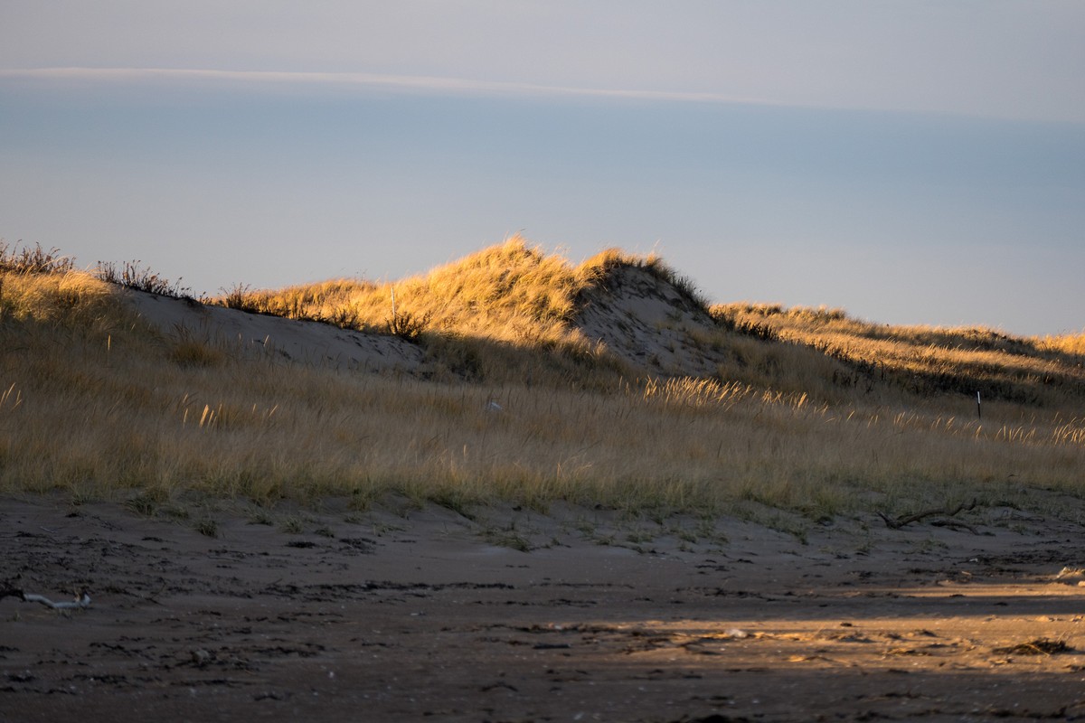 A walk with Joyce, Carl, and Matthew.<br />Nov. 25, 2017 - Parker River National Wildlife Refuge, Plum Island, Massachusetts.