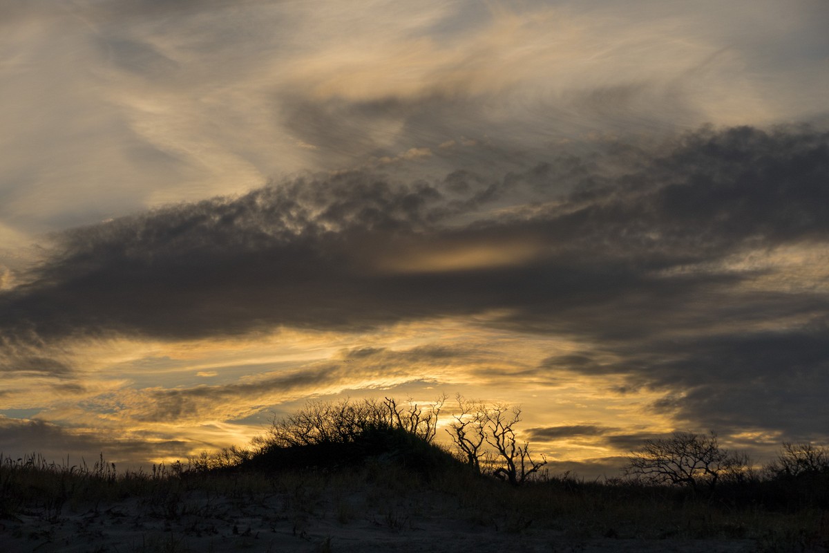 Dune with branches at sunset.<br />A walk with Joyce, Carl, and Matthew.<br />Nov. 25, 2017 - Parker River National Wildlife Refuge, Plum Island, Massachusetts.