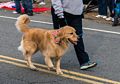 Santa Parade.<br />Dec. 3, 2017 - Merrimac, Massachusetts.