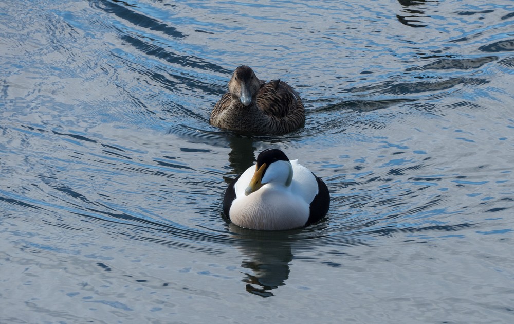 Eiders.<br />At the Seal Center.<br />April 16, 2016 - Hvammstangi, Iceland.
