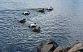 Eiders.<br />At the Seal Center.<br />April 16, 2016 - Hvammstangi, Iceland.