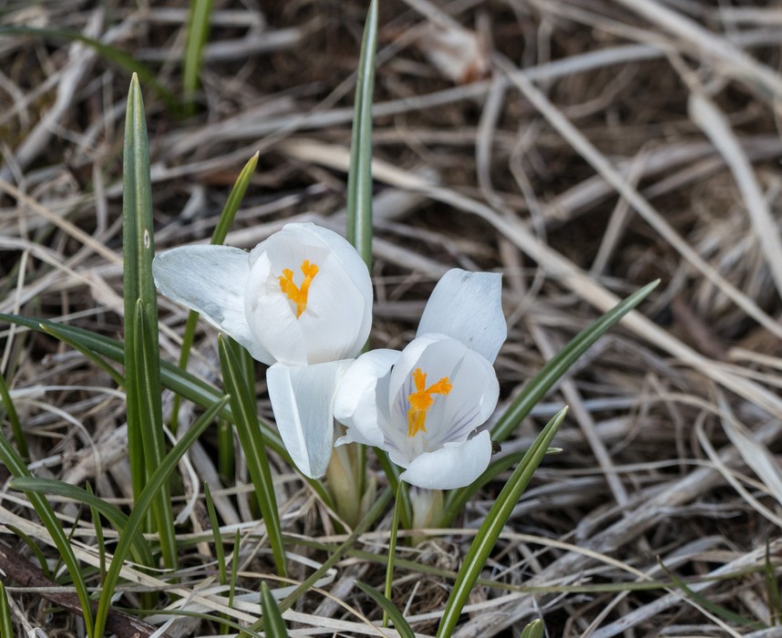 Crocus along the path.<br />Hike along the Syri-Hvamms.<br />April 16, 2016 - Hvammstangi, Iceland.