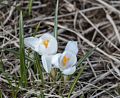 Crocus along the path.<br />Hike along the Syri-Hvamms.<br />April 16, 2016 - Hvammstangi, Iceland.