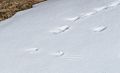 Ptarmigan foot and wing prints.<br />Hike along the Syri-Hvamms.<br />April 16, 2016 - Hvammstangi, Iceland.