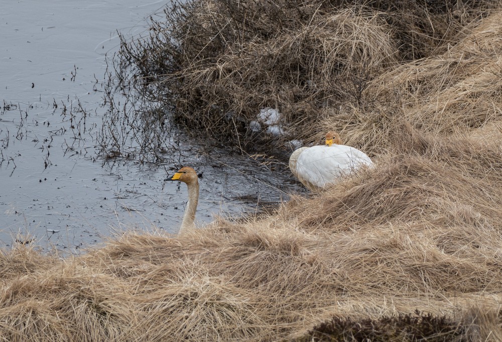Whooper swans off Rte. 1 on the way to Akureyri.<br />April 17, 2017 - Somewhere between Hvammstangi and Akureyri, Iceland.