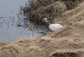 Whooper swans off Rte. 1 on the way to Akureyri.<br />April 17, 2017 - Somewhere between Hvammstangi and Akureyri, Iceland.