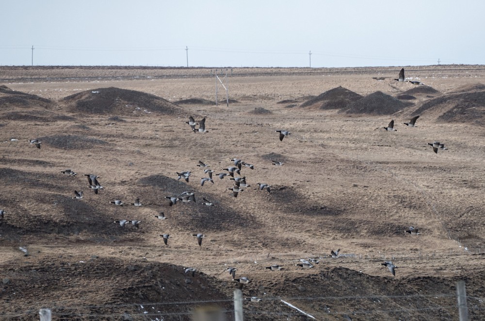 Barnacle geese off Rte. 1 on the way to Akureyri.<br />April 17, 2017 - Somewhere between Hvammstangi and Akureyri, Iceland.