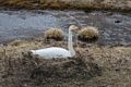 Whooper swan on nest off Rte. 1 on the way back to Hvammstangi.<br />April 17, 2017 - Somewhere between  Akureyri and Hvammstangi, Iceland.