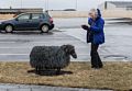 Joyce photographing a barbed wire sheep.<br />April 17, 2017 - Blndus, Iceland.