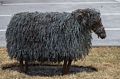 Barbed wire sheep.<br />April 17, 2017 - Blndus, Iceland.