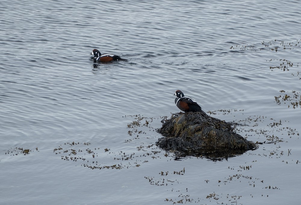Harlequin ducks in the harbor.<br />April 18, 2017 - Hvammstangi, Iceland.