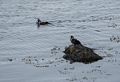 Harlequin ducks in the harbor.<br />April 18, 2017 - Hvammstangi, Iceland.