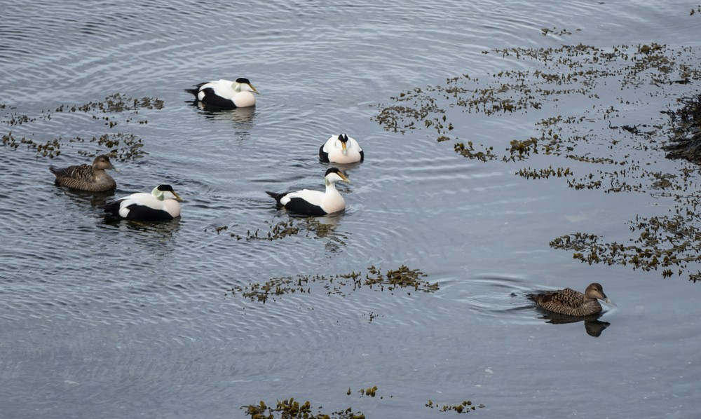 Eider ducks in the harbor.<br />April 18, 2017 - Hvammstangi, Iceland.