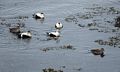 Eider ducks in the harbor.<br />April 18, 2017 - Hvammstangi, Iceland.
