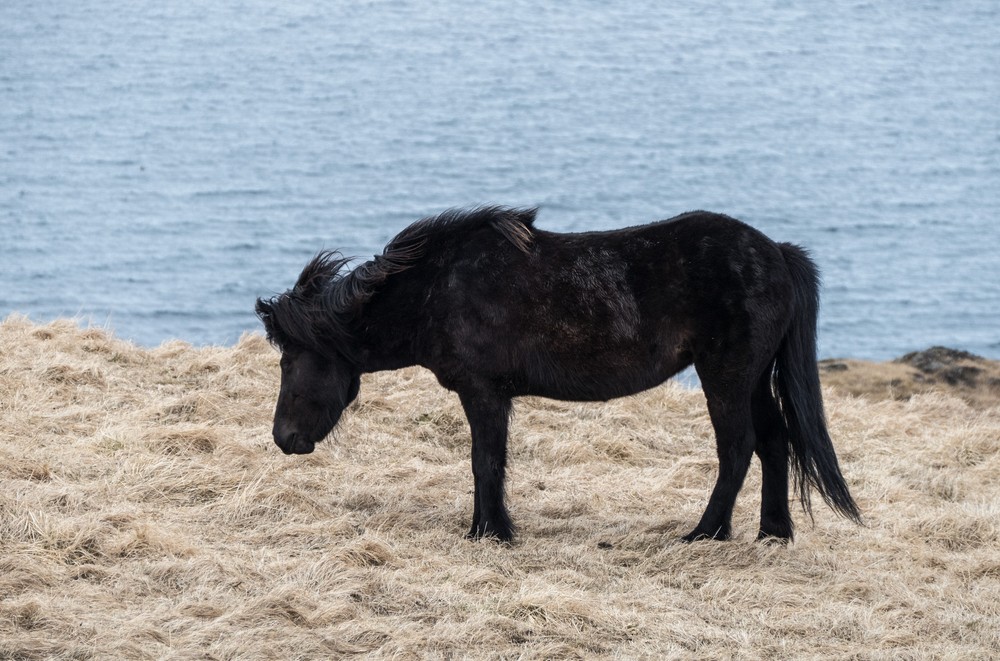 An Icelandic horse.<br />April 18, 2017 - West shore of Vatnsnes Peninsula, Iceland.