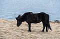 An Icelandic horse.<br />April 18, 2017 - West shore of Vatnsnes Peninsula, Iceland.