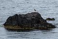 A common redshank.<br />April 18, 2017 - West shore of Vatnsnes Peninsula, Iceland.