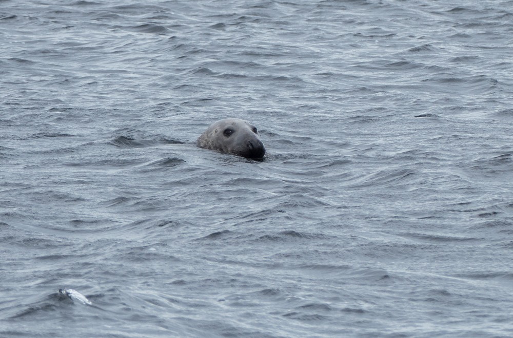A grey seal.<br />April 18, 2017 - West shore of Vatnsnes Peninsula, Iceland.