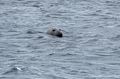 A grey seal.<br />April 18, 2017 - West shore of Vatnsnes Peninsula, Iceland.