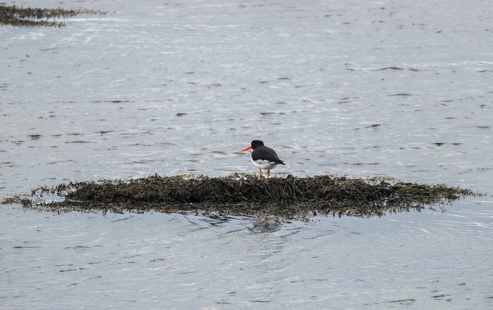 An oystercatcher.<br />At the Illugastaðir seal watching site.<br />April 18, 2017 - West shore of Vatnsnes Peninsula, Iceland.
