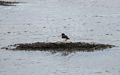 An oystercatcher.<br />At the Illugastair seal watching site.<br />April 18, 2017 - West shore of Vatnsnes Peninsula, Iceland.