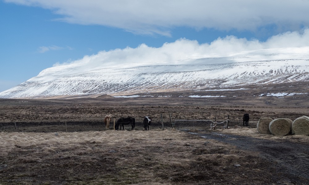 April 19, 2017 - Near the Kolugljfur gorge, Iceland.