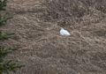 Ptarmigan.<br />A second hike along the Syri-Hvamms.<br />April 20, 2017 - Hvammstangi, Iceland.