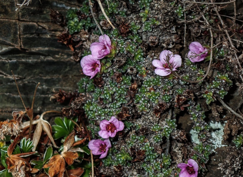 Flowers.<br />A second hike along the Syri-Hvamms.<br />April 20, 2017 - Hvammstangi, Iceland.