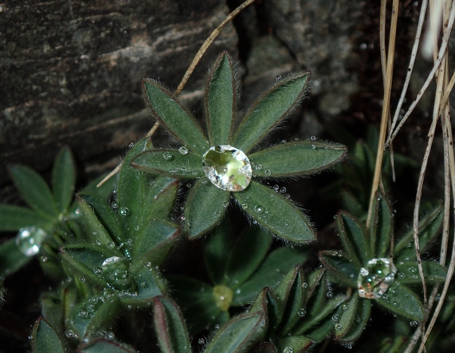 Dew.<br />A second hike along the Syri-Hvamms.<br />April 20, 2017 - Hvammstangi, Iceland.