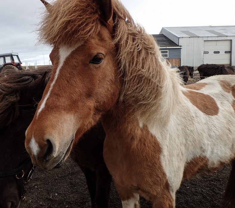 Icelandic horses.<br />April 20, 2017 - Hvammstangi, Iceland.