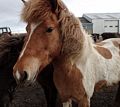 Icelandic horses.<br />April 20, 2017 - Hvammstangi, Iceland.