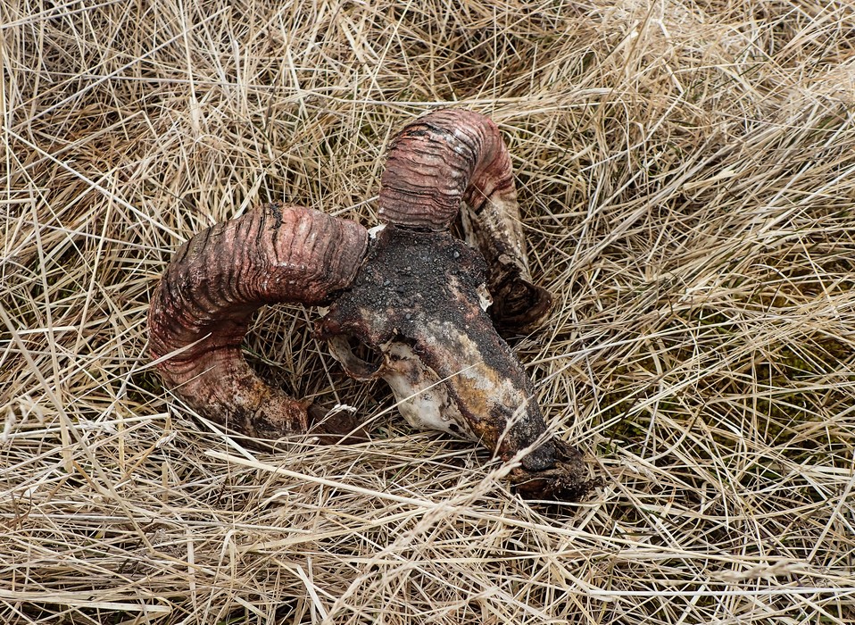 A skull of a ram on Eric's future property.<br />April 20, 2017 - Hvammstangi, Iceland.