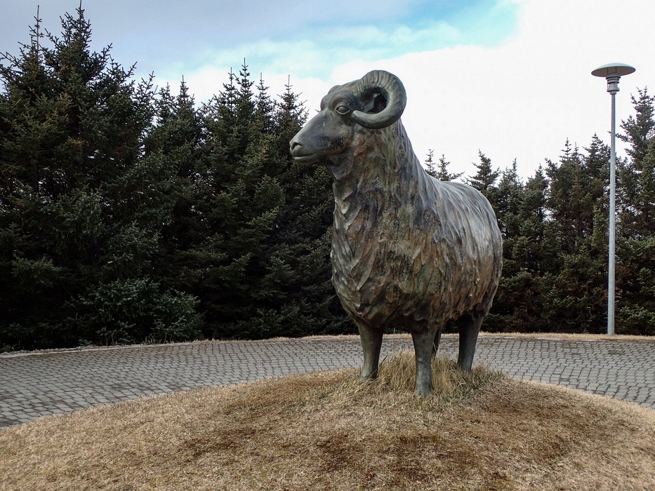 Ram at hospital entrance.<br />April 20, 2017 - Hvammstangi, Iceland.