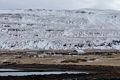 At the Illugastair seal watching site.<br />April 18, 2017 - Trip around the Vatnsnes Peninsula, Iceland.