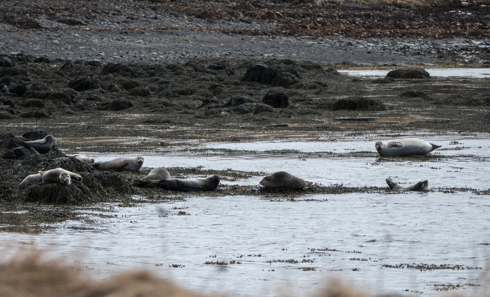 Resting grey seals.<br />At the Illugastair seal watching site.<br />April 18, 2017 - Trip around the Vatnsnes Peninsula, Iceland.