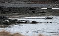 Resting grey seals.<br />At the Illugastair seal watching site.<br />April 18, 2017 - Trip around the Vatnsnes Peninsula, Iceland.