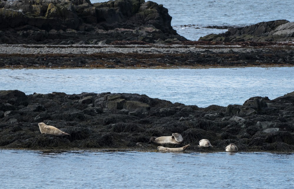 Grey seals.<br />At the Illugastaðir seal watching site.<br />April 18, 2017 - Trip around the Vatnsnes Peninsula, Iceland.