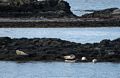 Grey seals.<br />At the Illugastair seal watching site.<br />April 18, 2017 - Trip around the Vatnsnes Peninsula, Iceland.