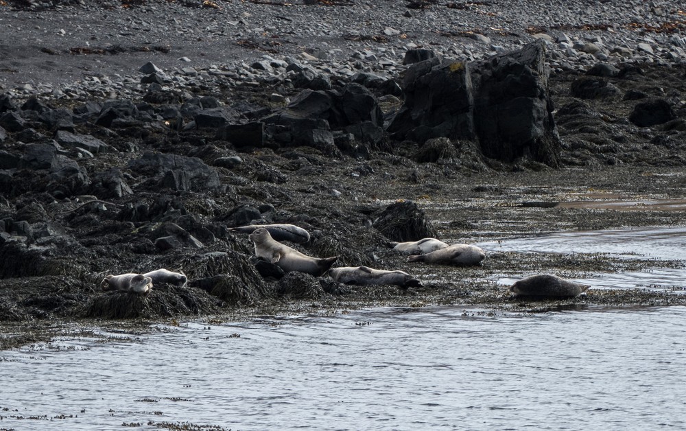 More seals.<br />At the Illugastair seal watching site.<br />April 18, 2017 - Trip around the Vatnsnes Peninsula, Iceland.