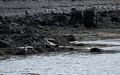 More seals.<br />At the Illugastaðir seal watching site.<br />April 18, 2017 - Trip around the Vatnsnes Peninsula, Iceland.