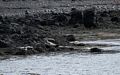 More seals.<br />At the Illugastair seal watching site.<br />April 18, 2017 - Trip around the Vatnsnes Peninsula, Iceland.