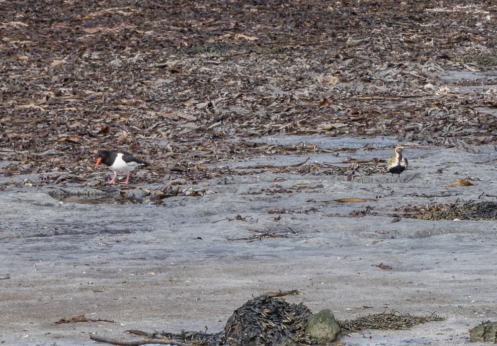 An oystercatcher and a golden plover.<br />At the Illugastair seal watching site.<br />April 18, 2017 - Trip around the Vatnsnes Peninsula, Iceland.