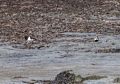 An oystercatcher and a golden plover.<br />At the Illugastair seal watching site.<br />April 18, 2017 - Trip around the Vatnsnes Peninsula, Iceland.