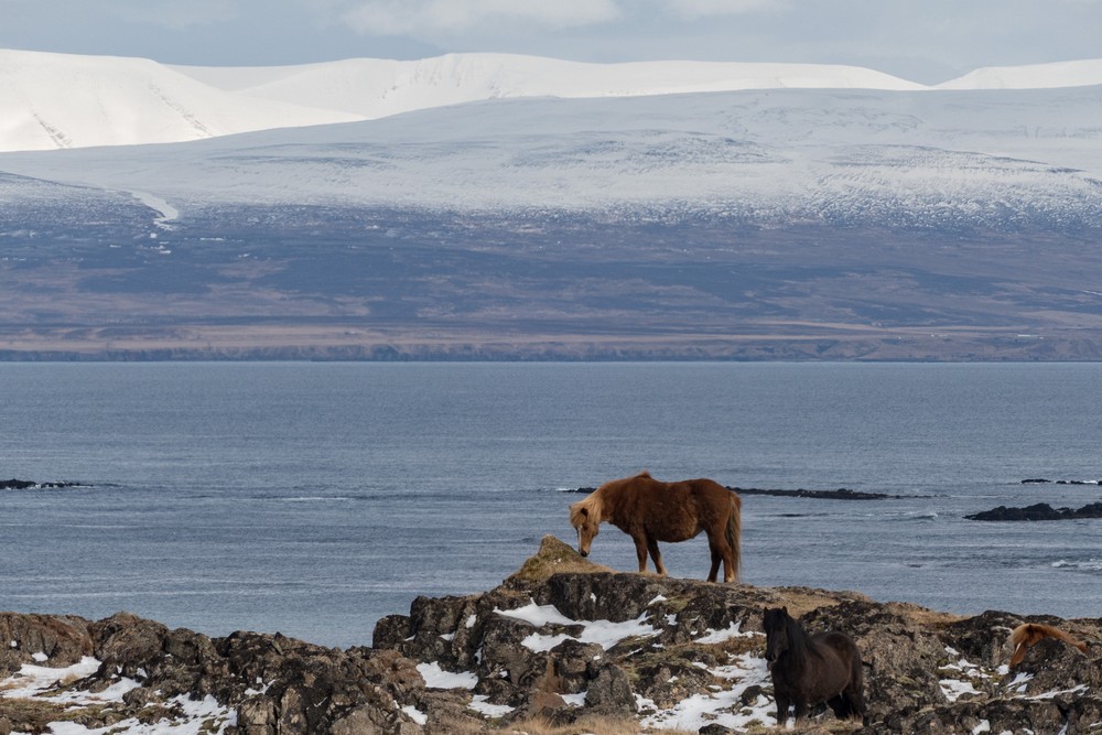 Icelandic horses at the northern end.<br />April 18, 2017 - Trip around the Vatnsnes Peninsula, Iceland.