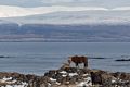 Icelandic horses at the northern end.<br />April 18, 2017 - Trip around the Vatnsnes Peninsula, Iceland.