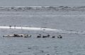 Harbor seals.<br />Along the eastern side.<br />April 18, 2017 - Trip around the Vatnsnes Peninsula, Iceland.