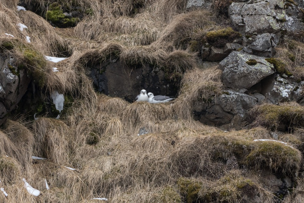 A pair of northern fulmars.<br />Along the eastern side.<br />April 18, 2017 - Trip around the Vatnsnes Peninsula, Iceland.