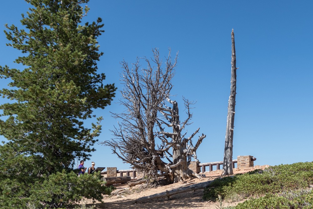 At end of the Bristlecone Loop Trail off Rainbow Point.<br />Aug. 9, 2017 - Bryce Canyon National Park, Utah.