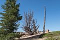 At end of the Bristlecone Loop Trail off Rainbow Point.<br />Aug. 9, 2017 - Bryce Canyon National Park, Utah.
